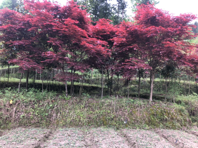 日本红枫，大小都有树形美观，红枫，骨架都有