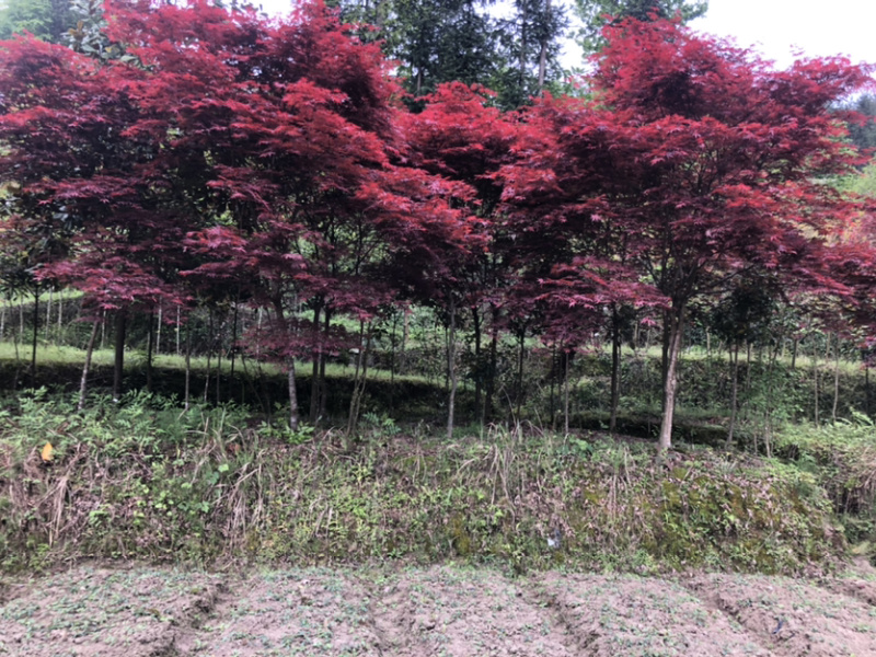 日本红枫，大小都有树形美观，红枫，骨架都有