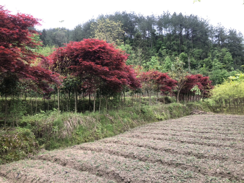 日本红枫，大小都有树形美观，红枫，骨架都有
