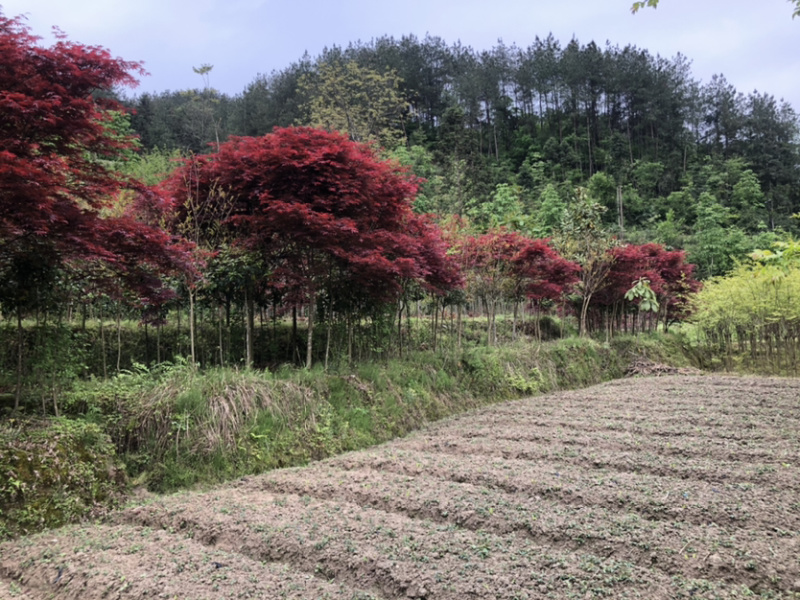 日本红枫，大小都有树形美观，红枫，骨架都有