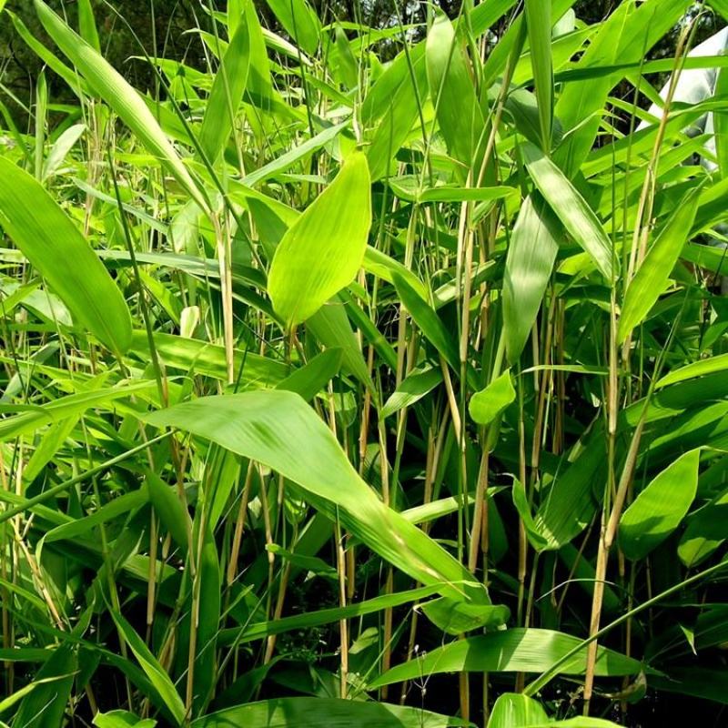 基地直供优质大叶箬竹，阔叶箬竹，风景竹常年直发，量大优惠