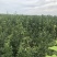 秋月梨正宗秋月梨很甜便宜处理
