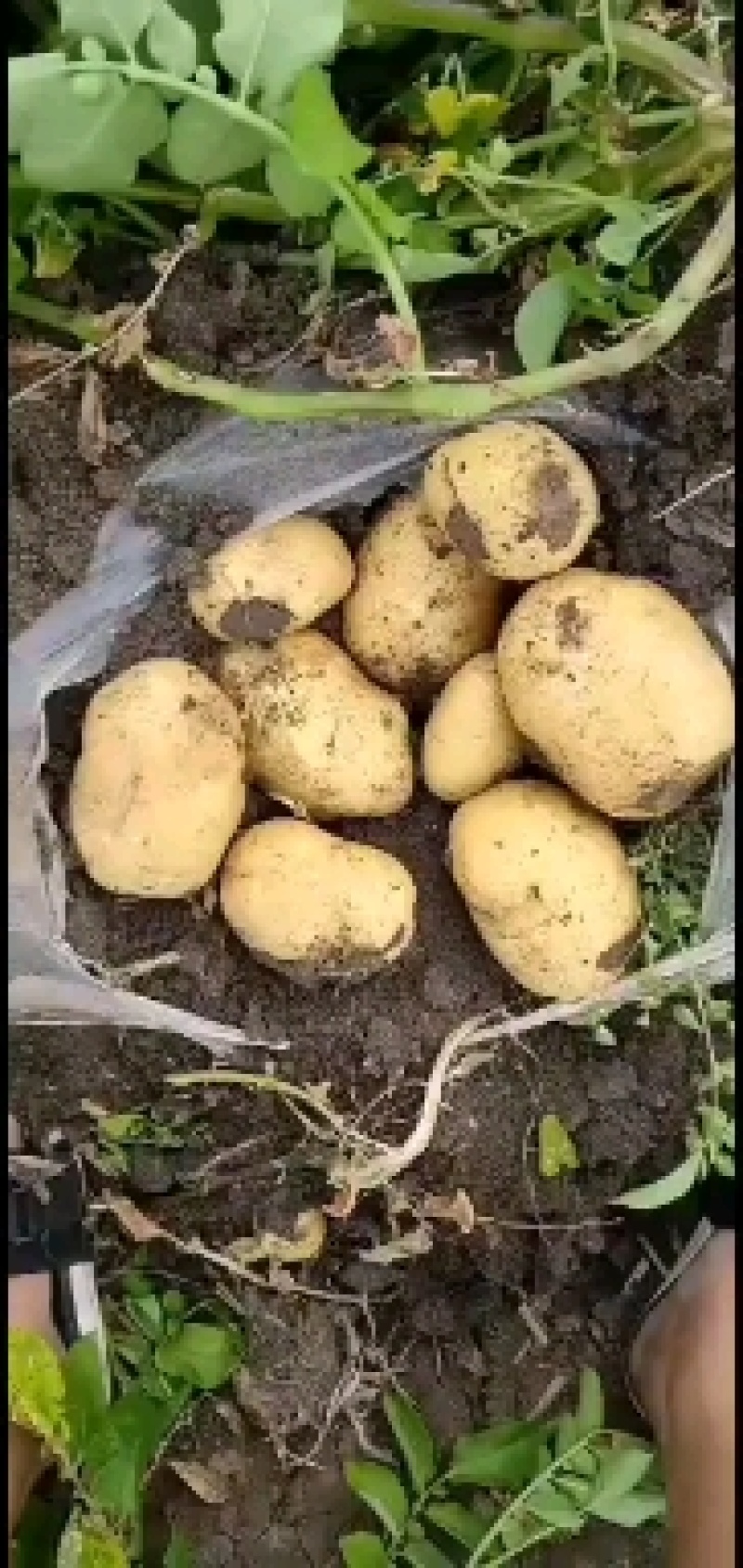 《精品土豆》尤金885实验一土豆黑龙江土豆黄皮黄心