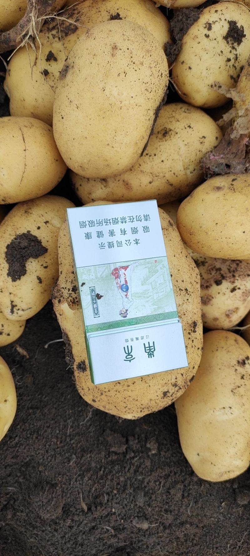 《精品土豆》尤金885实验一土豆黑龙江土豆黄皮黄心