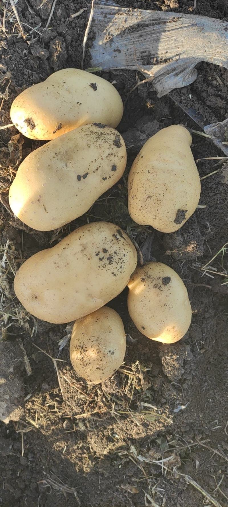 《精品土豆》尤金885实验一土豆黑龙江土豆黄皮黄心