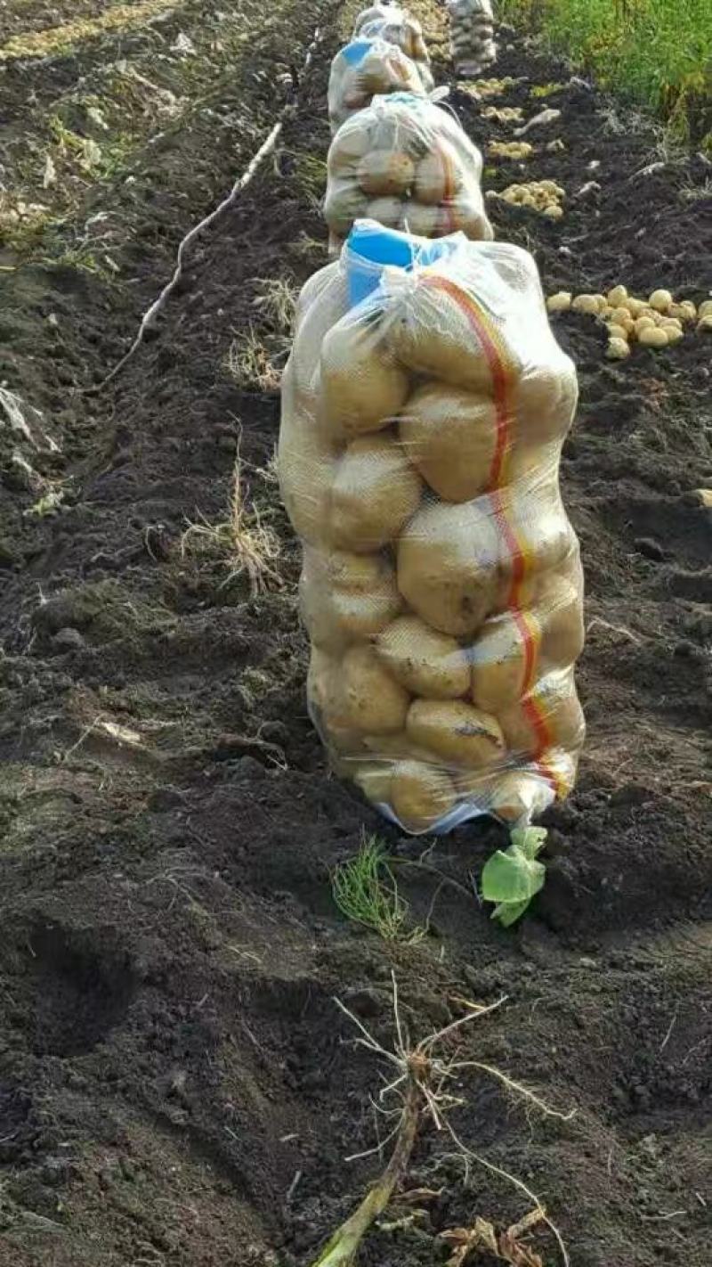 《精品土豆》尤金885实验一土豆黑龙江土豆黄皮黄心