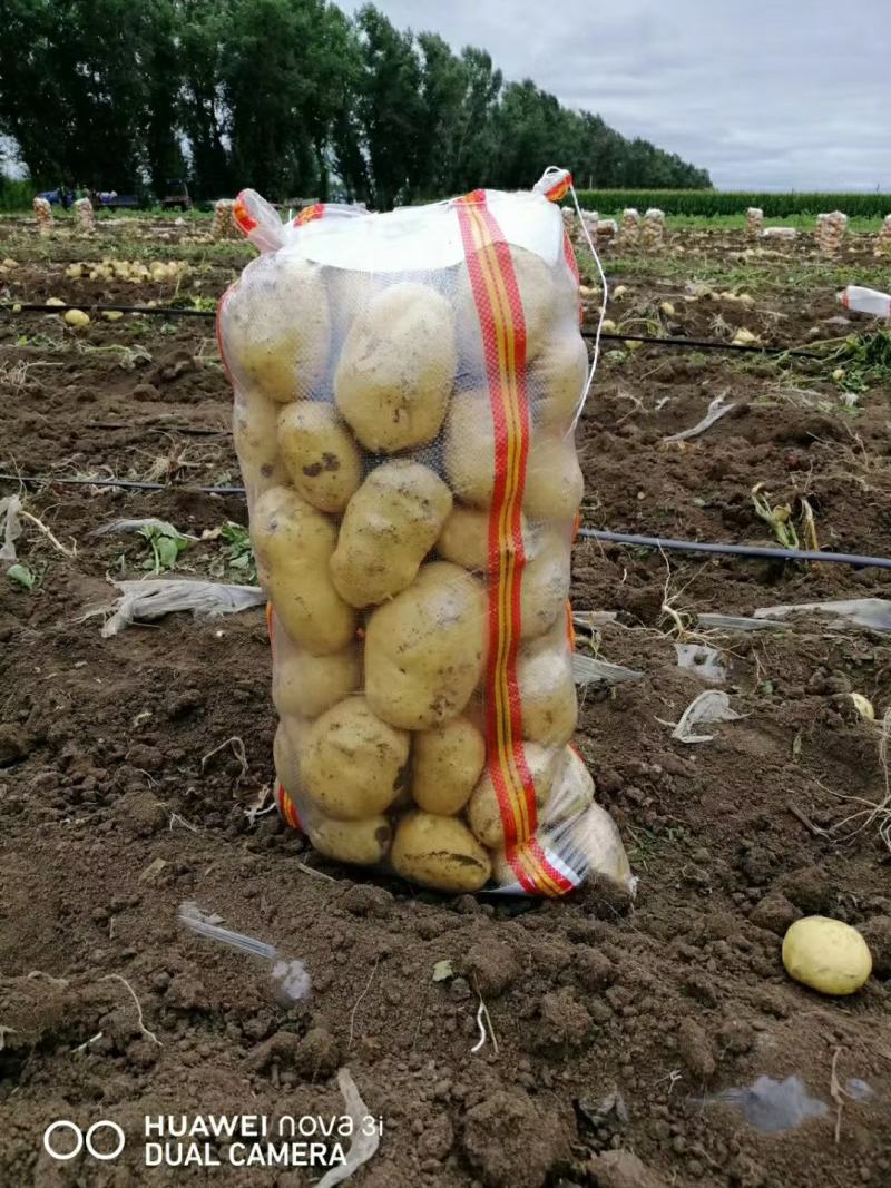 《精品土豆》尤金885实验一土豆黑龙江土豆黄皮黄心