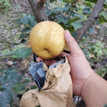 黄金梨/三层棉纸袋，！！。。。。。。