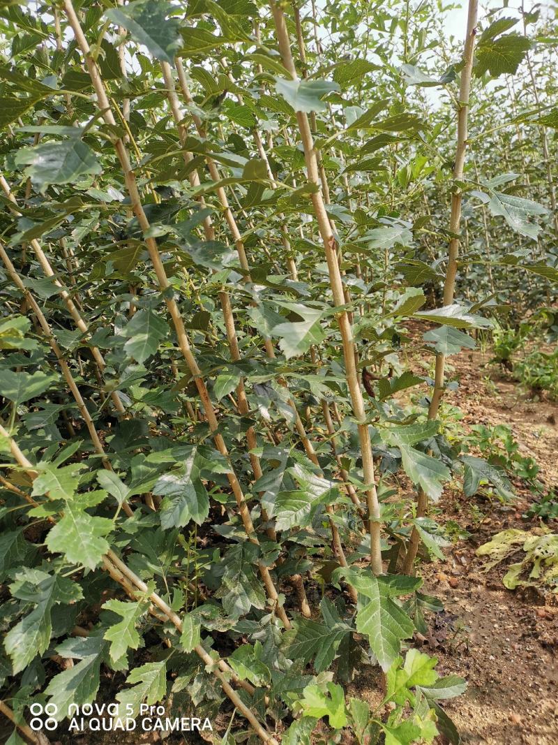 山楂苗，根系发达，成活率高，各品种保证。