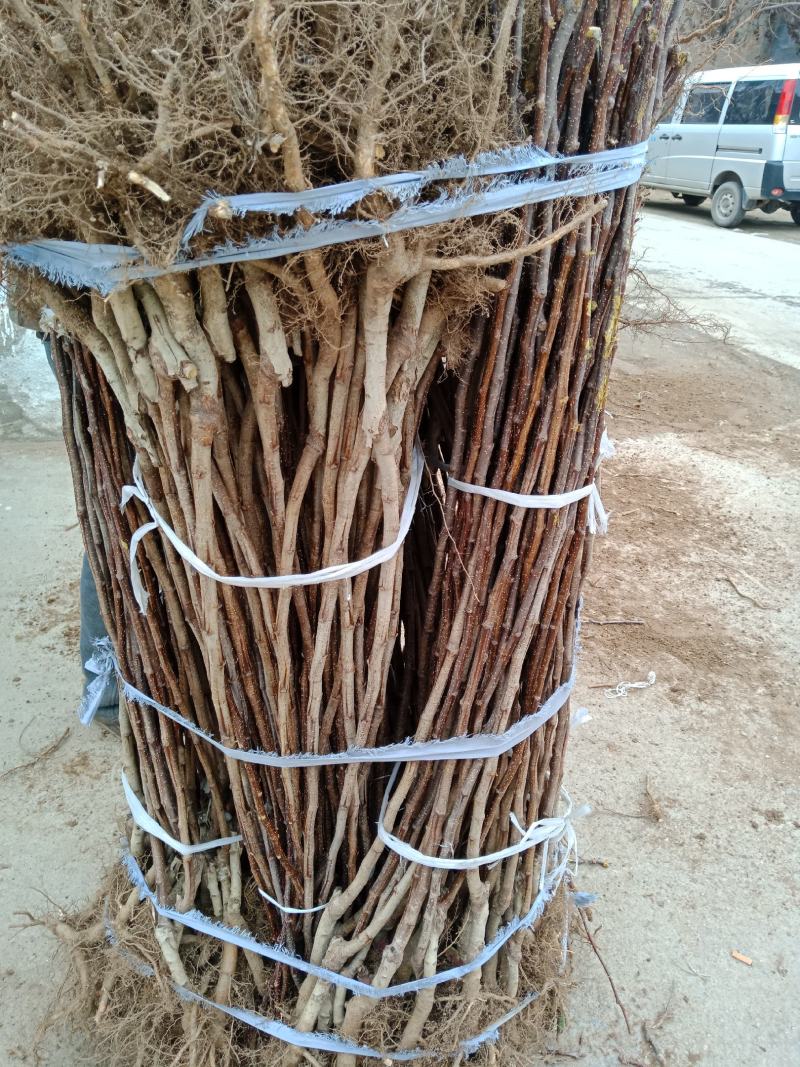 山楂苗，根系发达，成活率高，各品种保证。