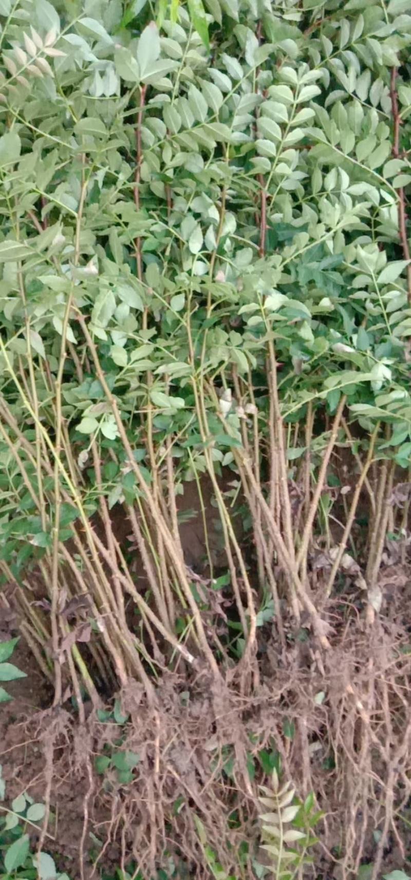 大红袍花椒苗，根系发达，成活率高，好管理，产量高。