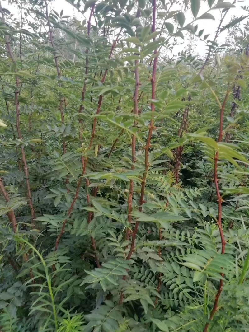 大红袍花椒苗，根系发达，成活率高，好管理，产量高。