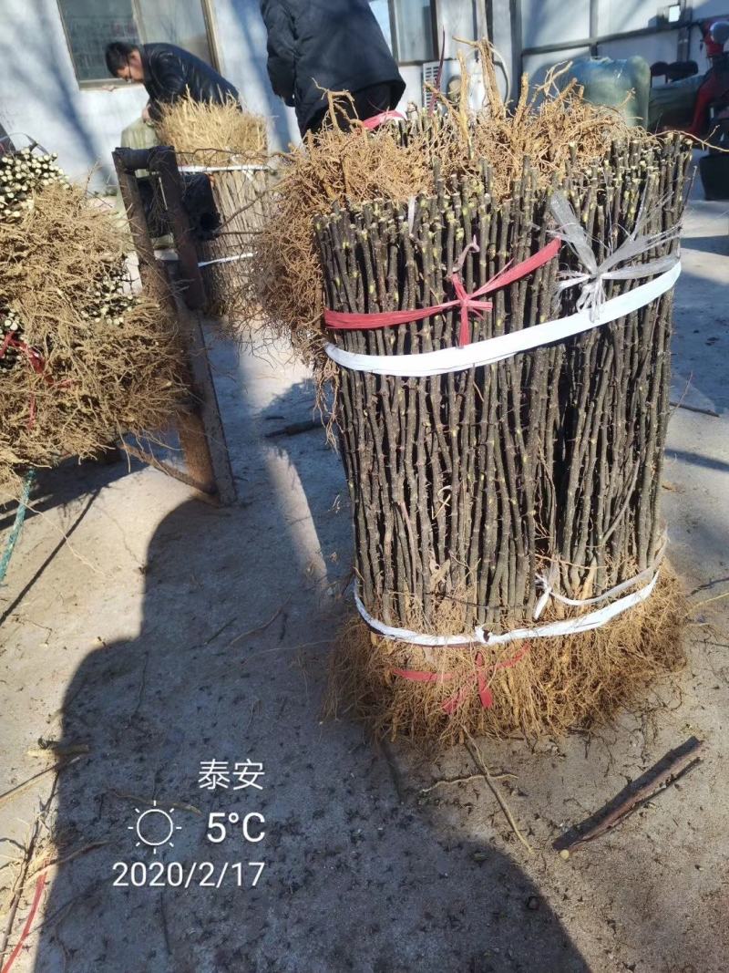 大红袍花椒苗，根系发达，成活率高，好管理，产量高。