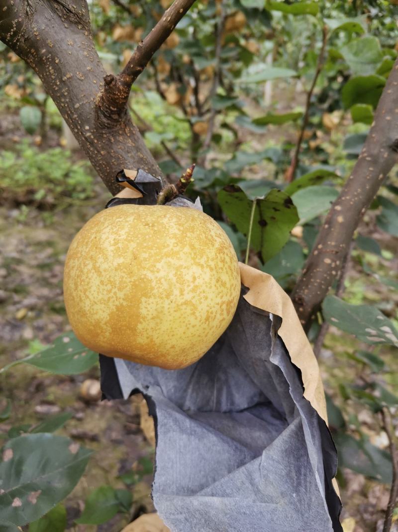 黄金梨！！！！！！！！！！！！！！！！！…