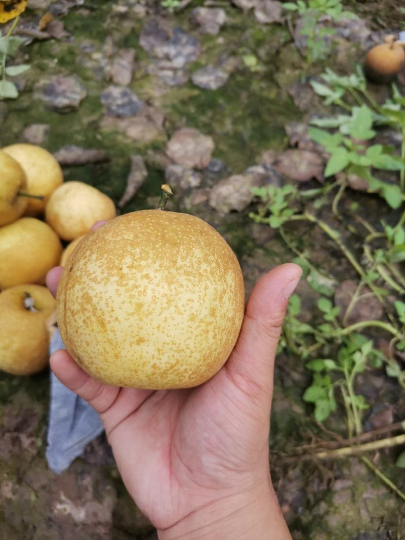 黄金梨！！！！！！！！！！！！！！！！！…