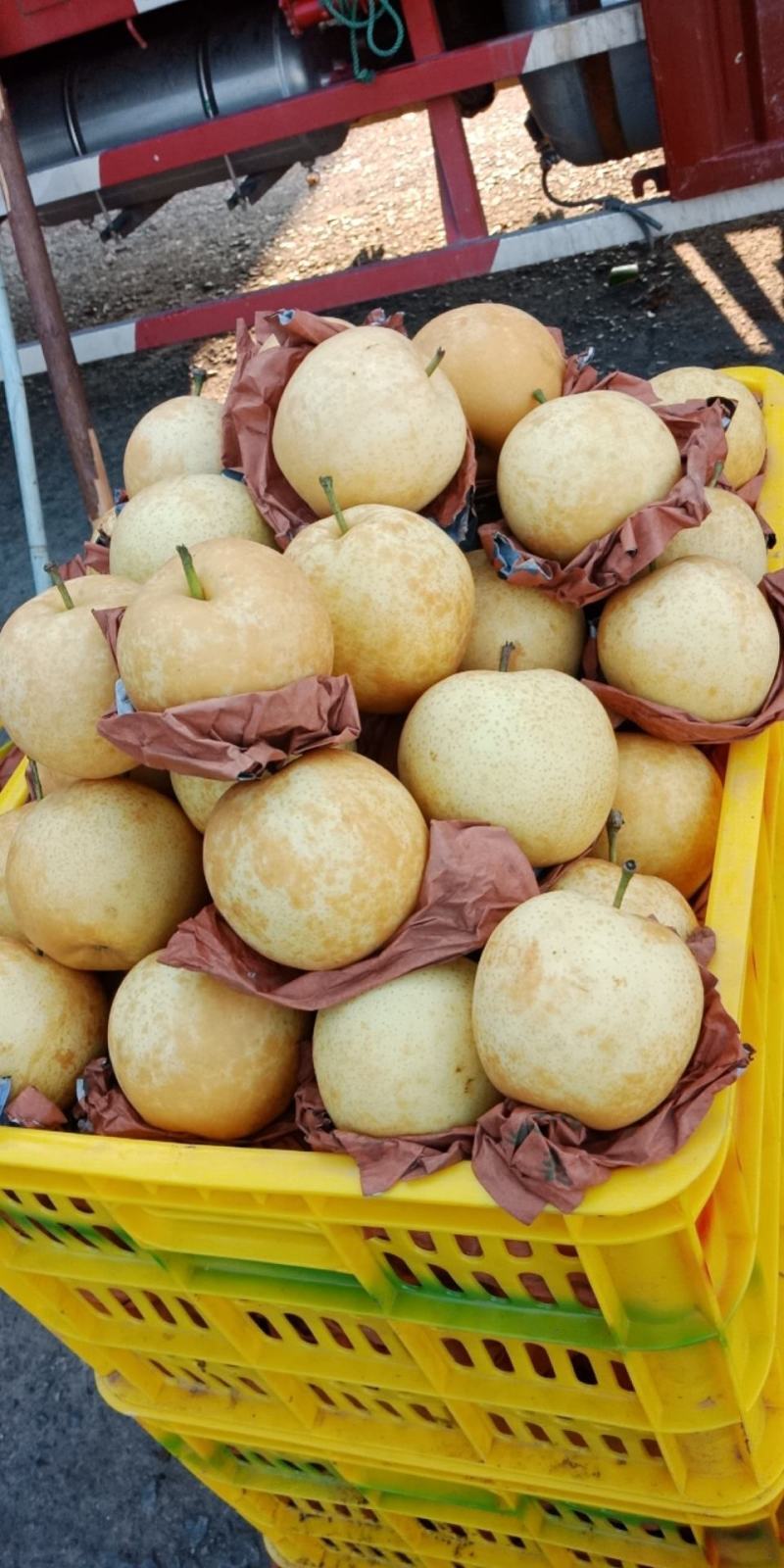 黄金梨！！！！！！！！！！！！！！！！！…