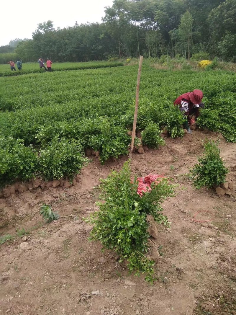 小叶黄杨，小叶黄杨基地直销，价格低，规格全，质量优上货快