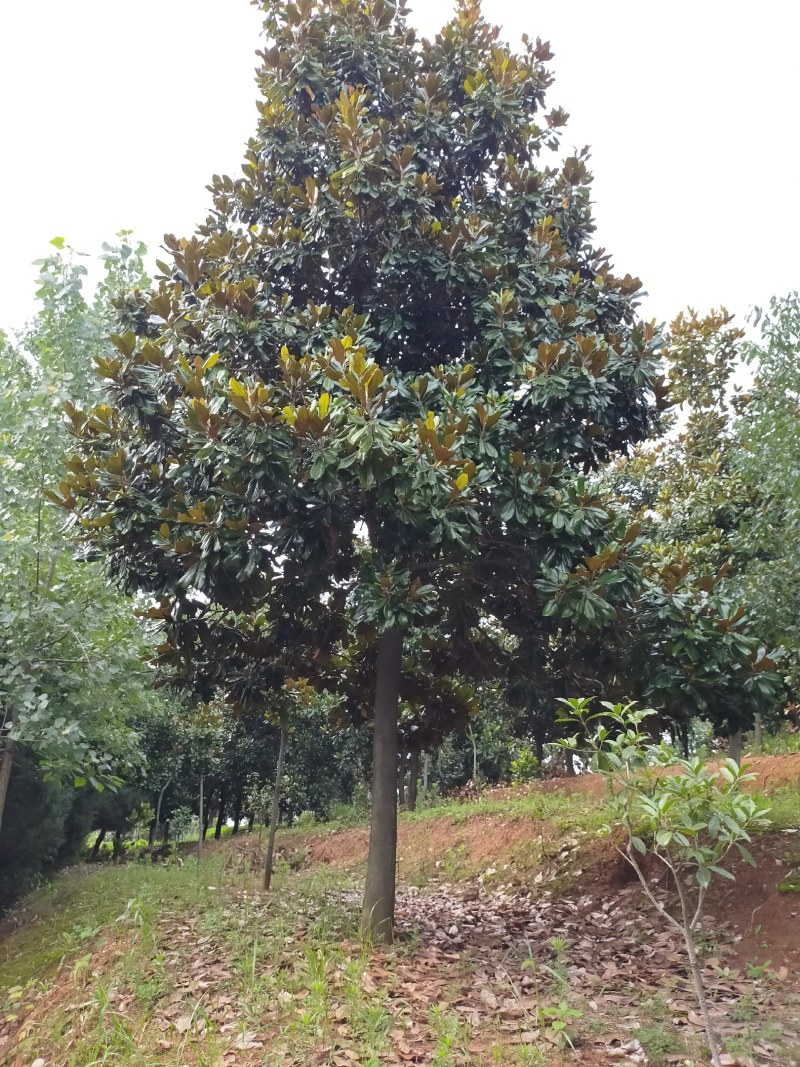 广玉兰河南广玉兰，潢川广玉兰基地价格，友好苗圃基地价格。