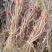 广西大山特香五指毛桃长扎把!切断通干货!无琉，香味纯正