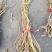 广西大山特香五指毛桃长扎把!切断通干货!无琉，香味纯正