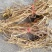 广西大山特香五指毛桃长扎把!切断通干货!无琉，香味纯正