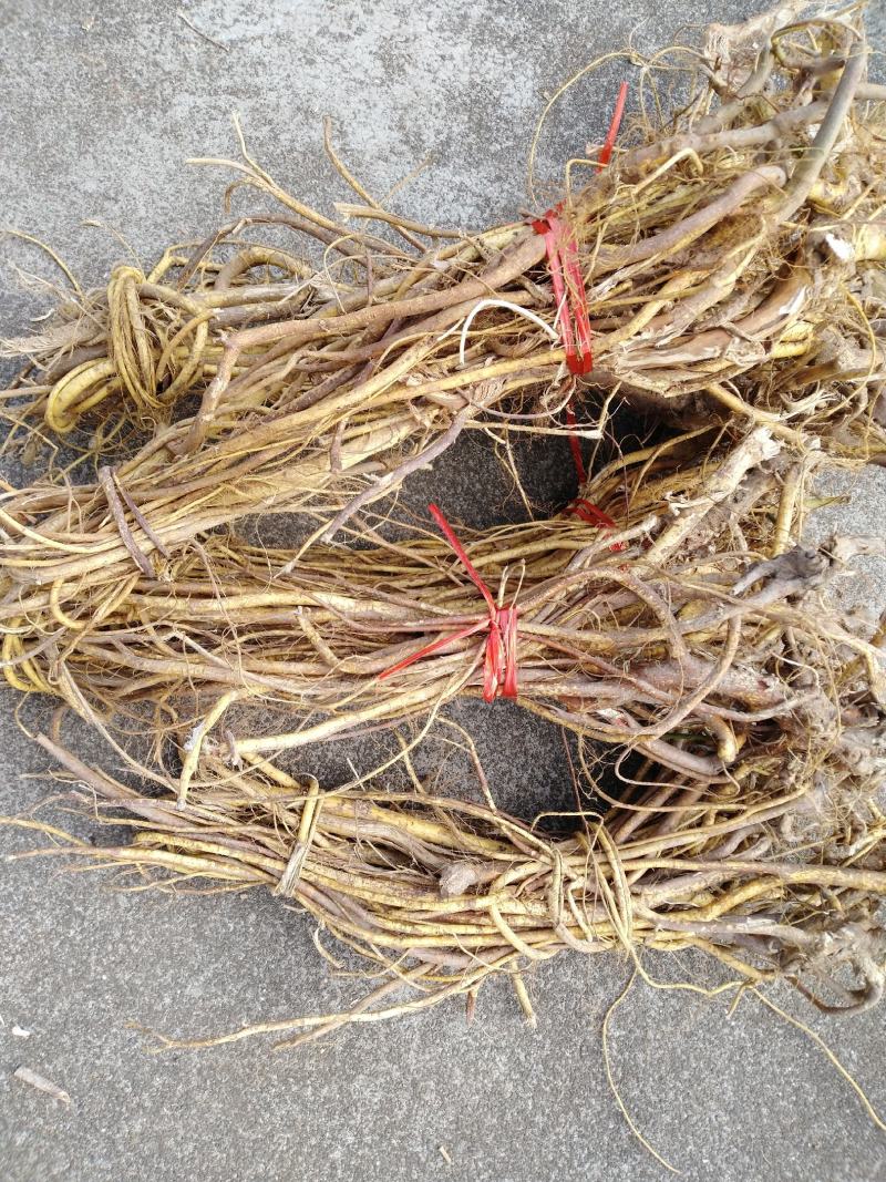 广西大山特香五指毛桃长扎把!切断通干货!无琉，香味纯正