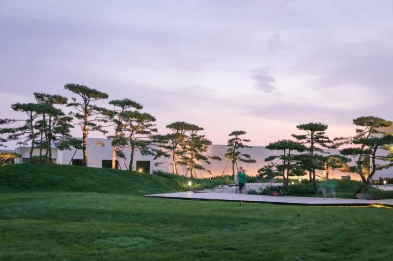 造型松，黑松，景松，迎客松，黑松造型树大量现货基地直发