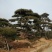 造型松，黑松，景松，迎客松，黑松造型树大量现货基地直发