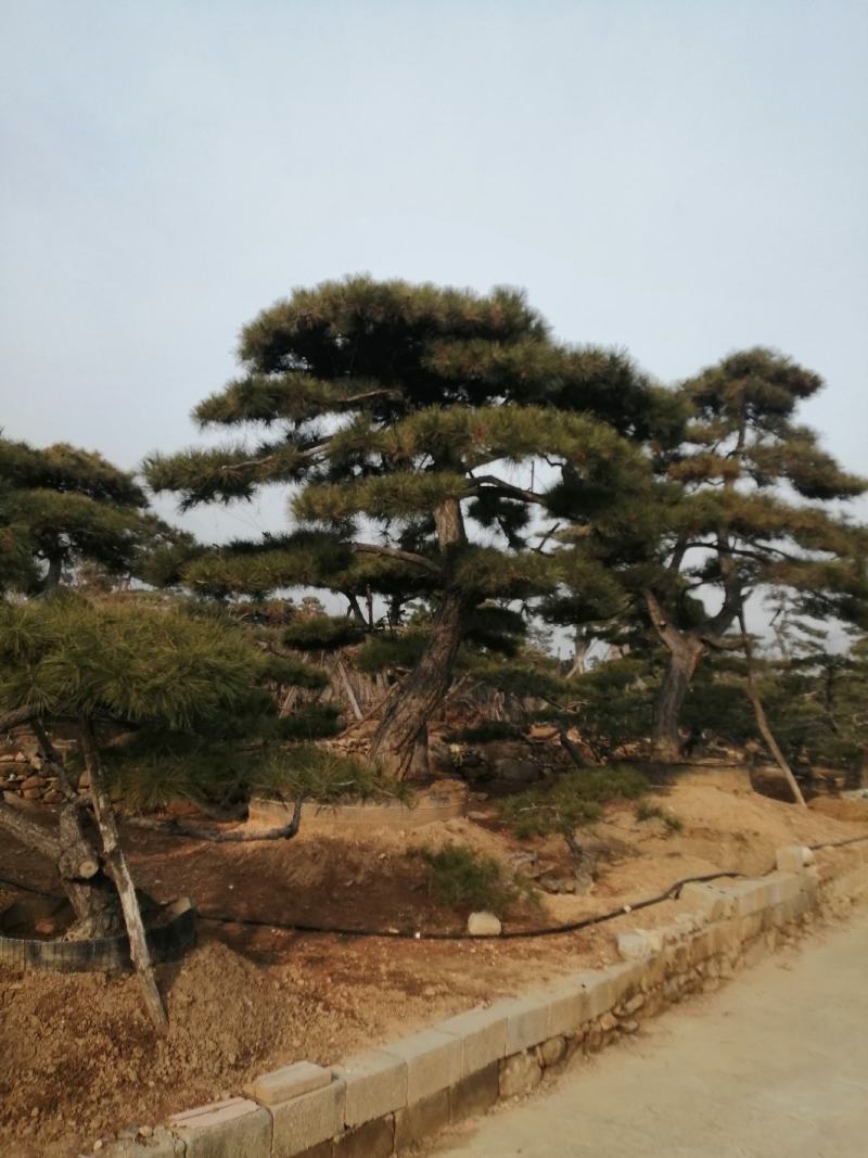 造型松，黑松，景松，迎客松，黑松造型树大量现货基地直发