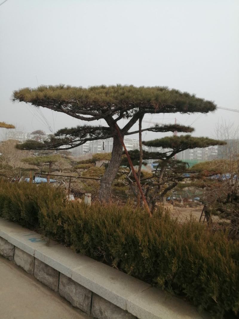 造型松，黑松，景松，迎客松，黑松造型树大量现货基地直发
