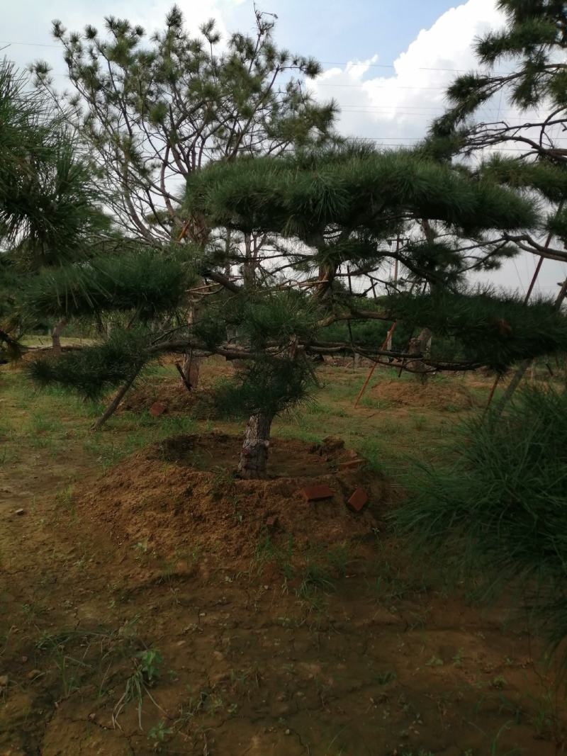 造型松，黑松，景松，迎客松，黑松造型树大量现货基地直发