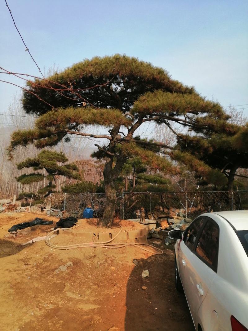 造型松，黑松，景松，迎客松，黑松造型树大量现货基地直发