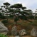 造型松，黑松，景松，迎客松，黑松造型树大量现货基地直发