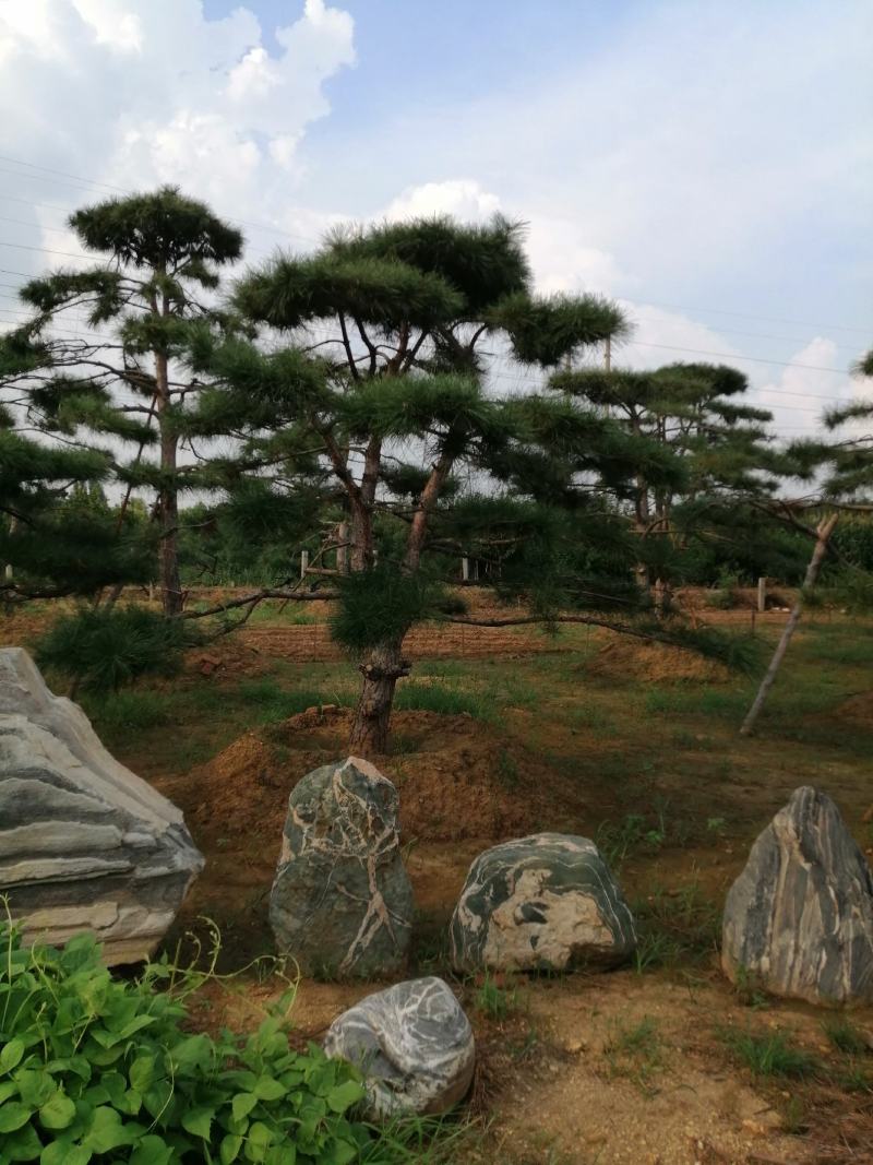 造型松，黑松，景松，迎客松，黑松造型树大量现货基地直发