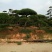 造型松，黑松，景松，迎客松，黑松造型树大量现货基地直发