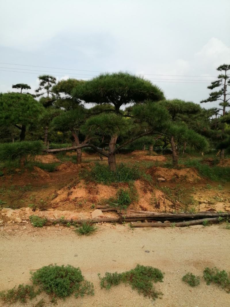 造型松，黑松，景松，迎客松，黑松造型树大量现货基地直发