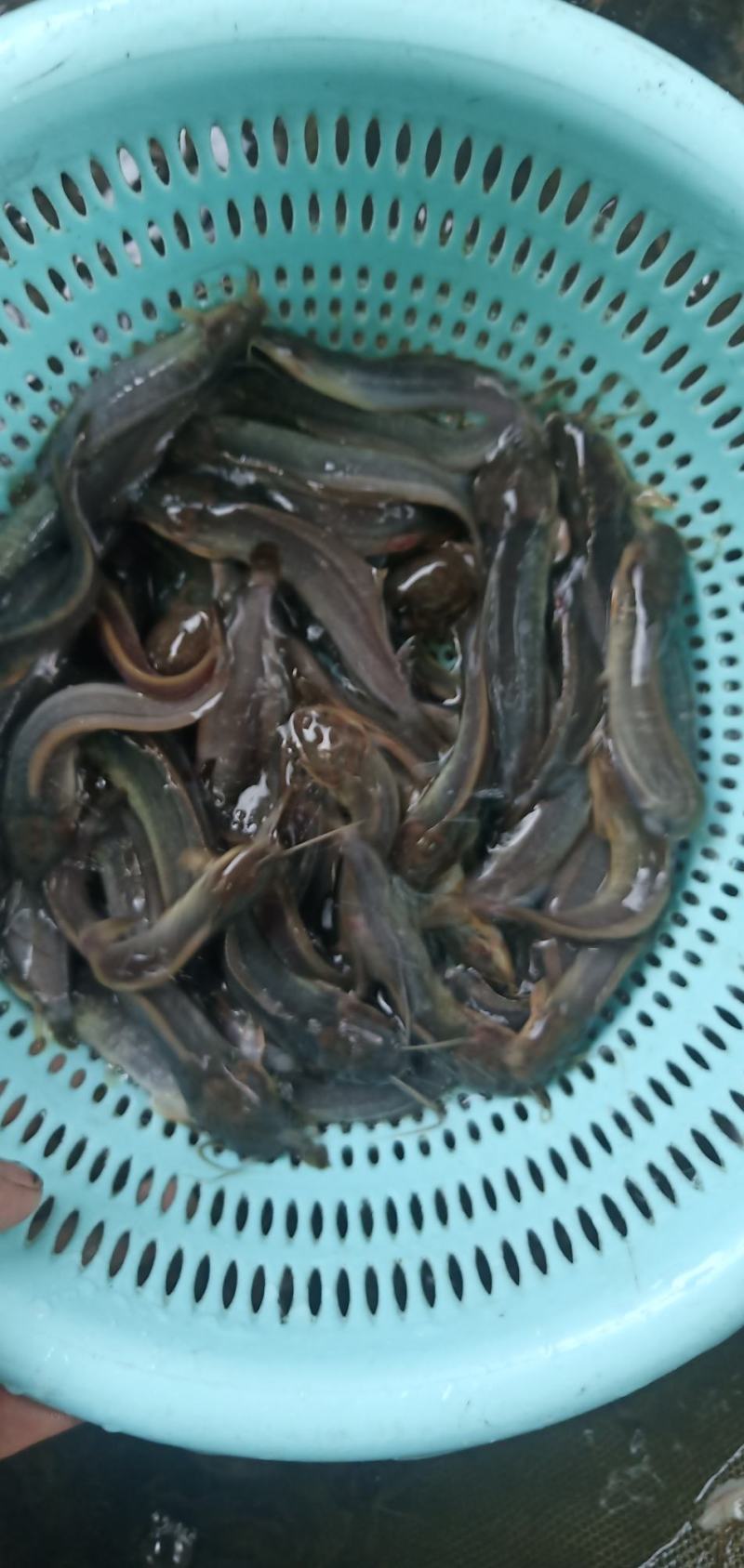 本地三黄塘鲺苗，塘角鱼苗
