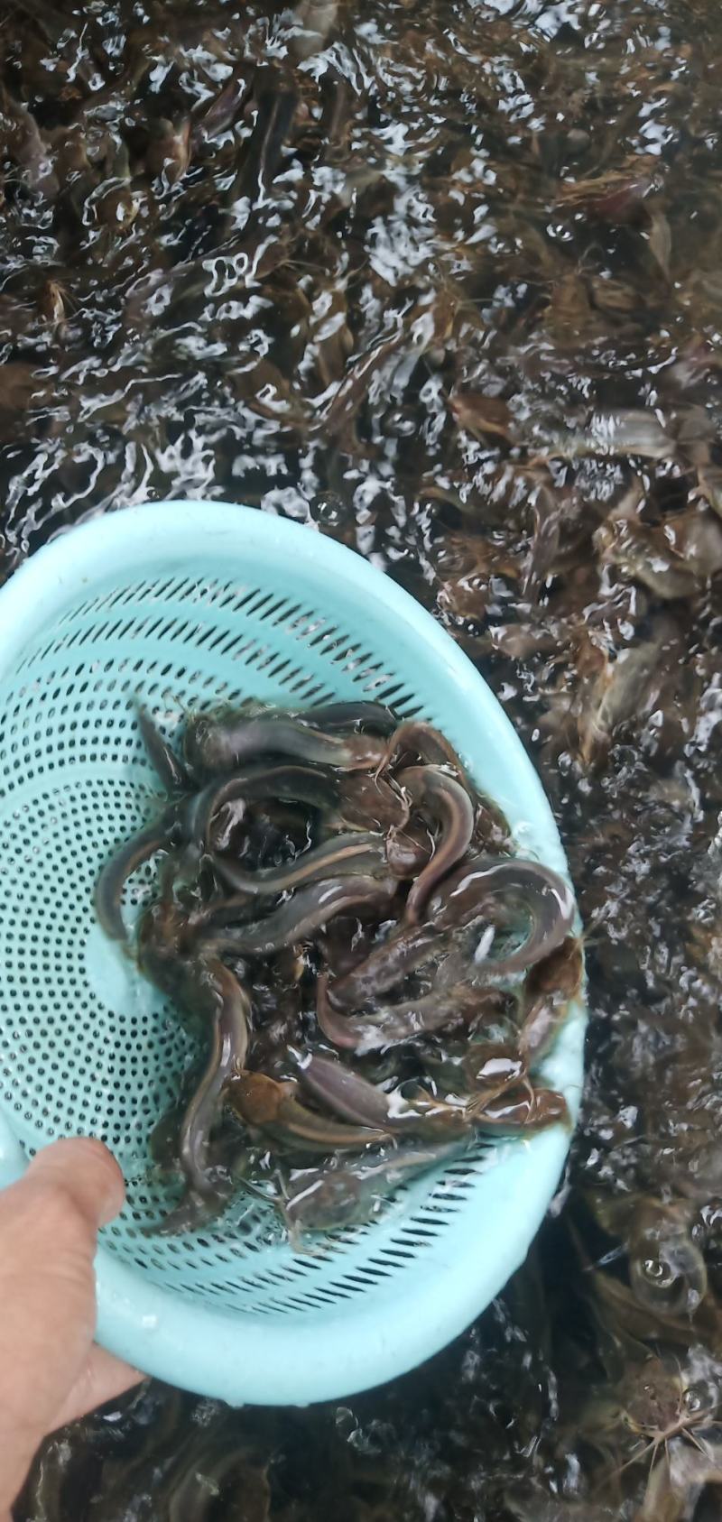 本地三黄塘鲺苗，塘角鱼苗