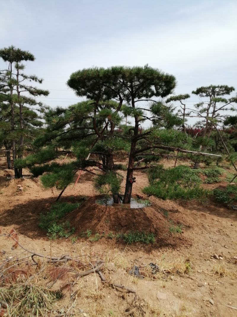 造型松，黑松，景松，迎客松，黑松造型树大量现货基地直发