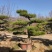 造型松，黑松，景松，迎客松，黑松造型树大量现货基地直发