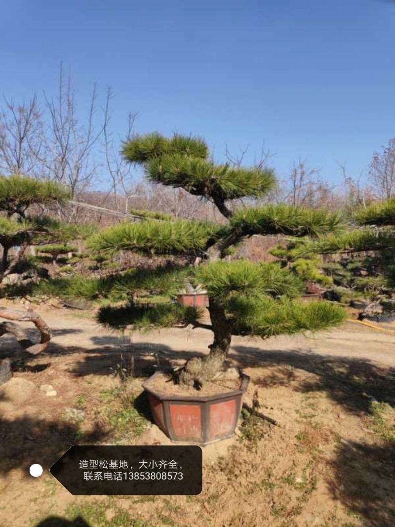 造型松，黑松，景松，迎客松，黑松造型树大量现货基地直发