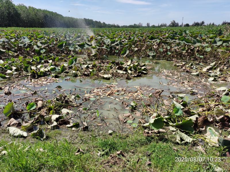 洪湖莲藕，精品藕头，嫩藕，真空包装！基地直供！