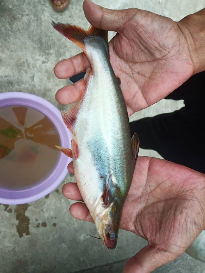 【巴鲨鱼】淡水鲨鱼青花鱼苗鱼场直销提供书面养殖资料