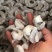 开背虾仁去虾线虾仁白虾仁大虾仁江苏连云港海头直发