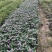 长春花大量种植，苗基地多种规格大量低价出售