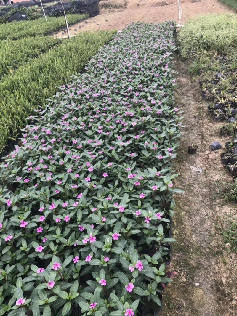 长春花大量种植，苗基地多种规格大量低价出售