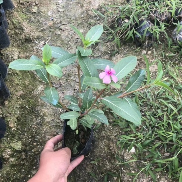 长春花大量种植，苗基地多种规格大量低价出售