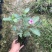长春花大量种植，苗基地多种规格大量低价出售