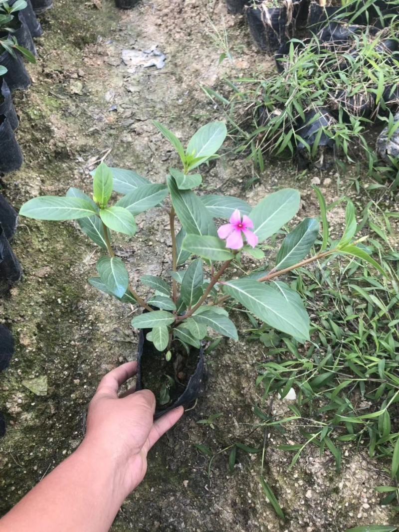长春花大量种植，苗基地多种规格大量低价出售