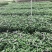 长春花大量种植，苗基地多种规格大量低价出售